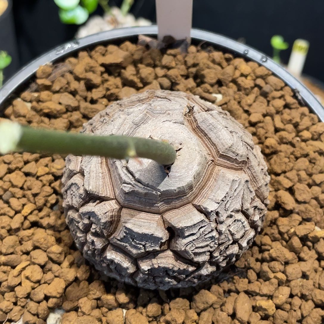 74天眼深纹龟甲龙