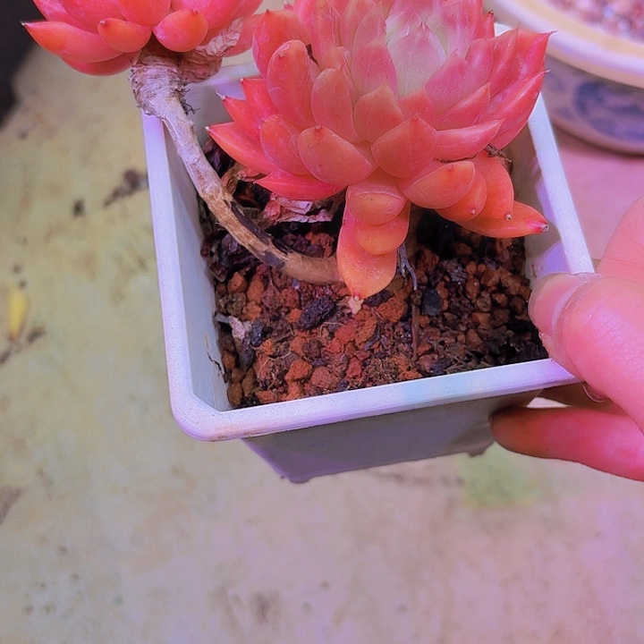 快***天老桩多肉植物小精品货