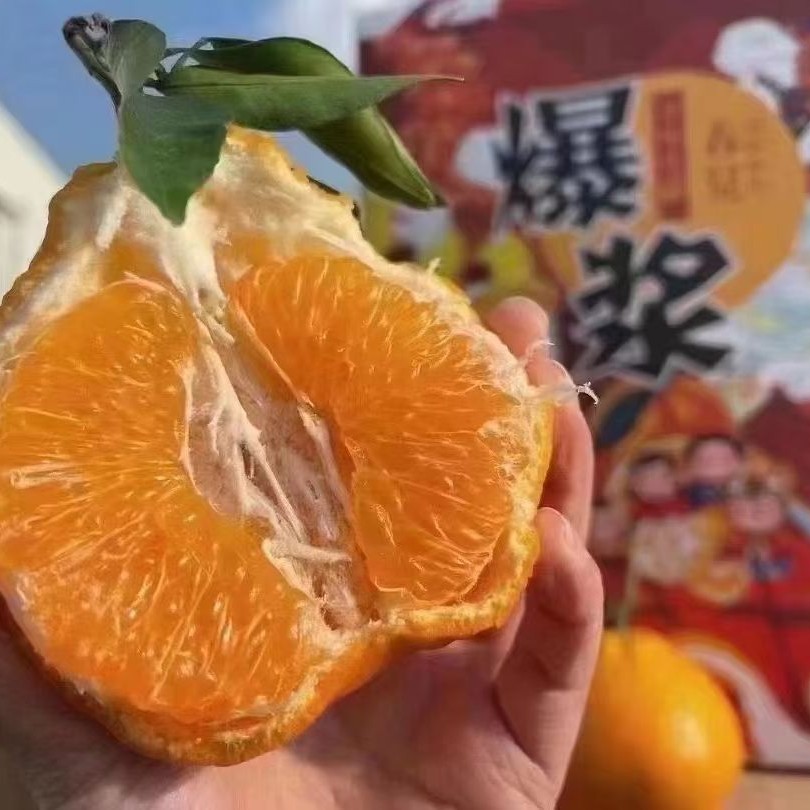 (销冠)每年爆款，寻味优果爆浆春见，SP级大果9斤装礼盒浙江省