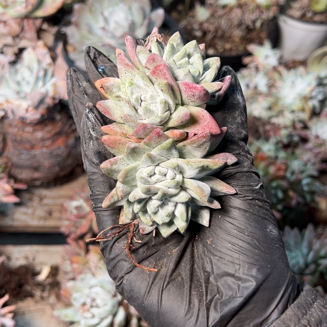 8827哈哈哈哈哈哈