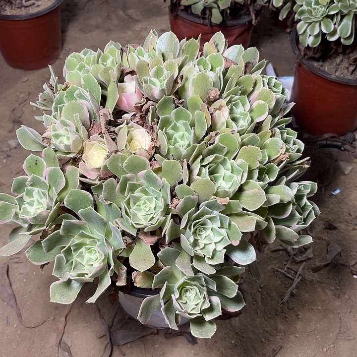 多肉植物法师女妖25