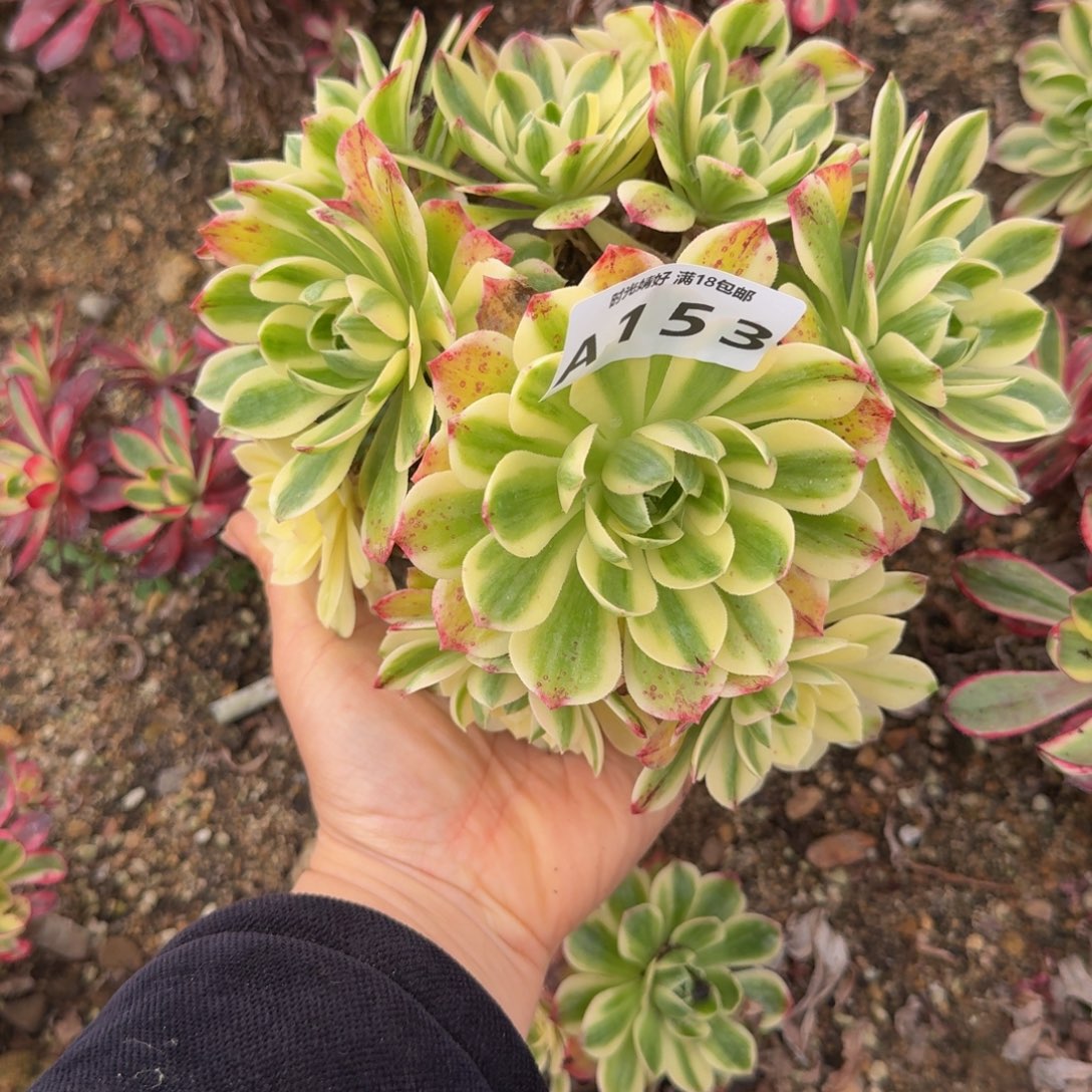 153伊丽莎白。多肉植物