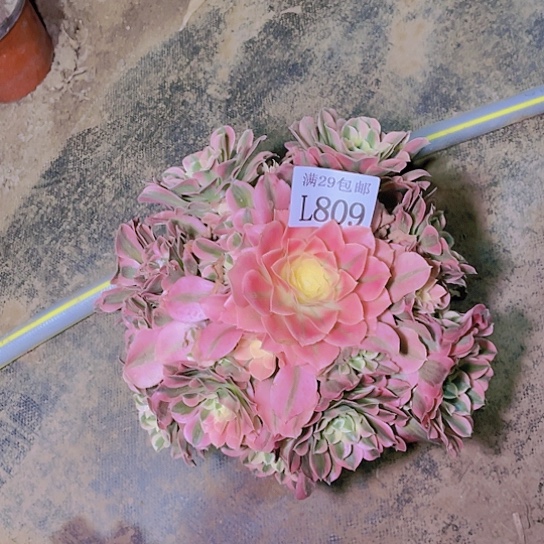 809白凤多肉植物