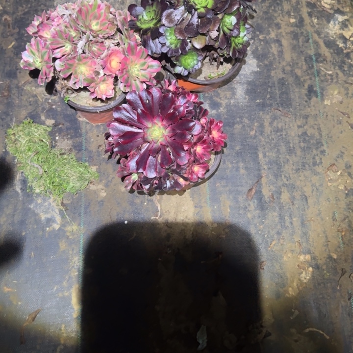 一单包邮不包侧枝17