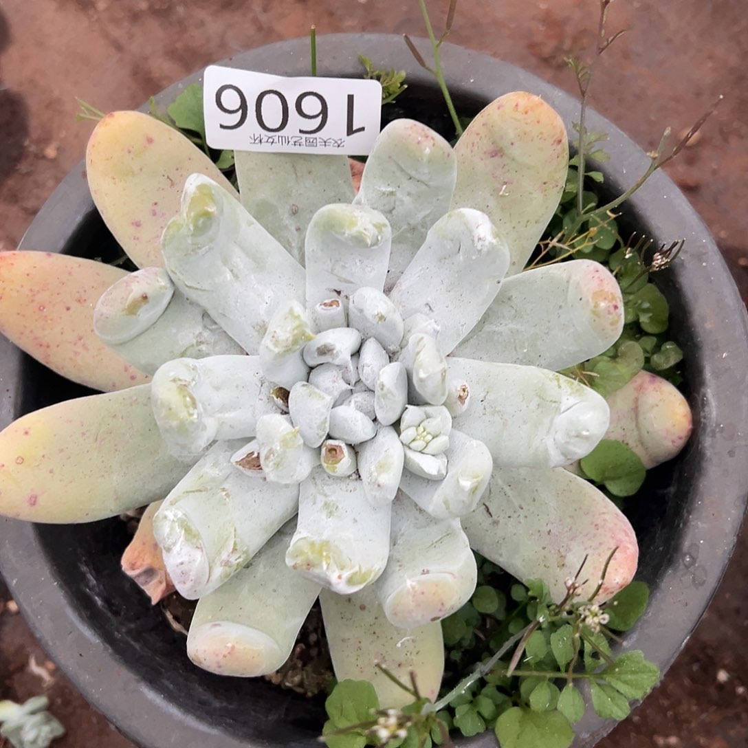 圆叶拇指帕奇飞徒仙女杯多肉 