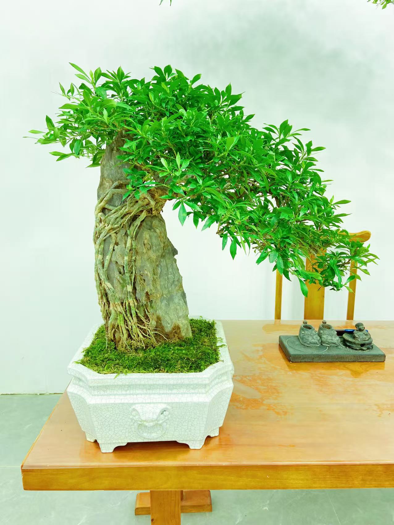 总裁符石栀子花茉莉盆景盆栽清香花卉