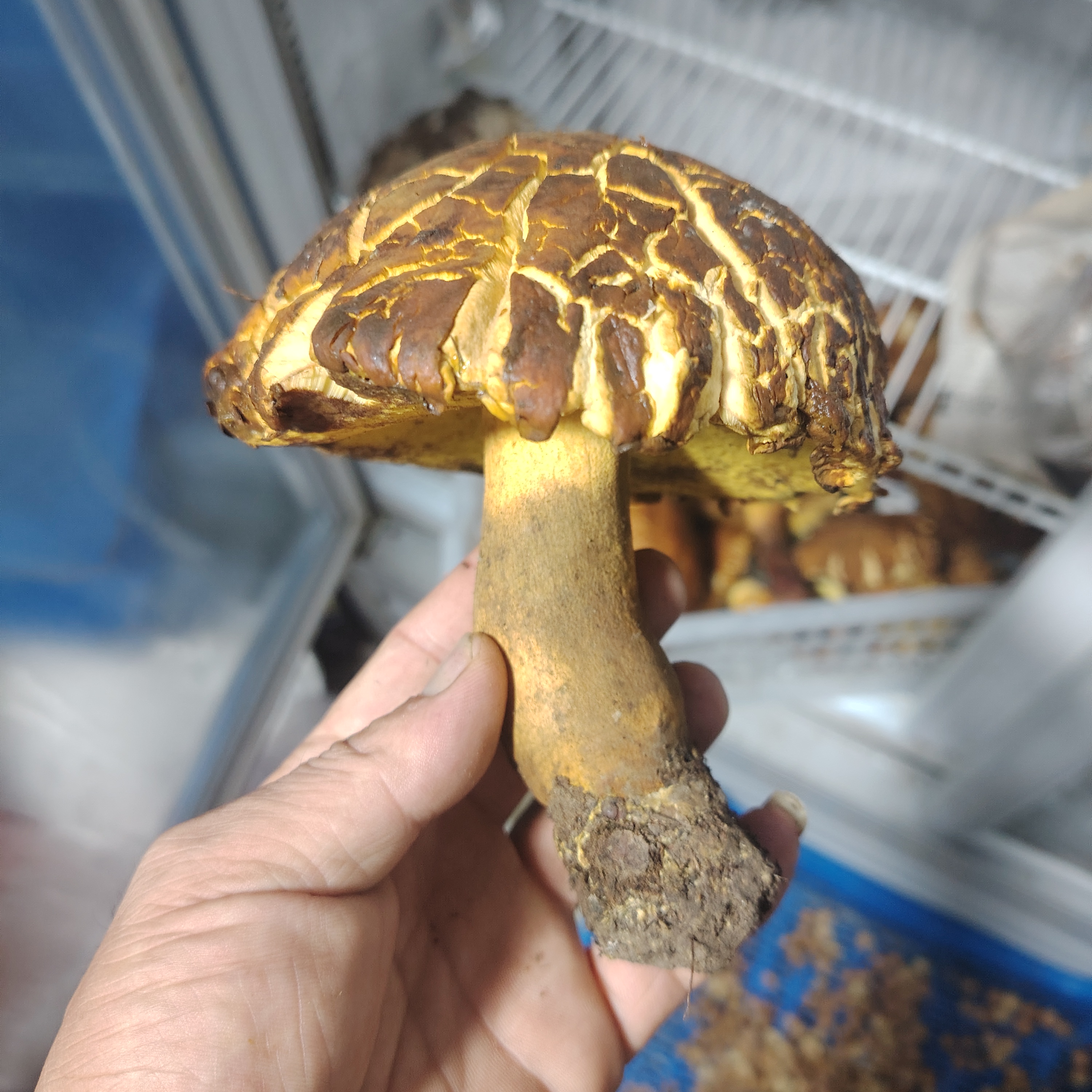 东北长白山迈中大朵八里香黄赖头