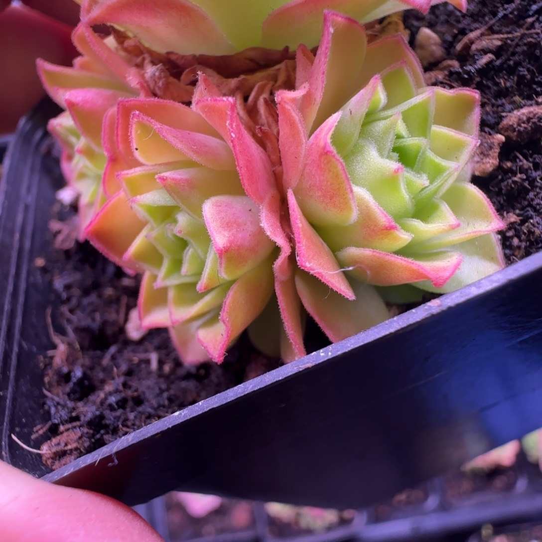 新品L697半城玫瑰并蒂莲不含盆土