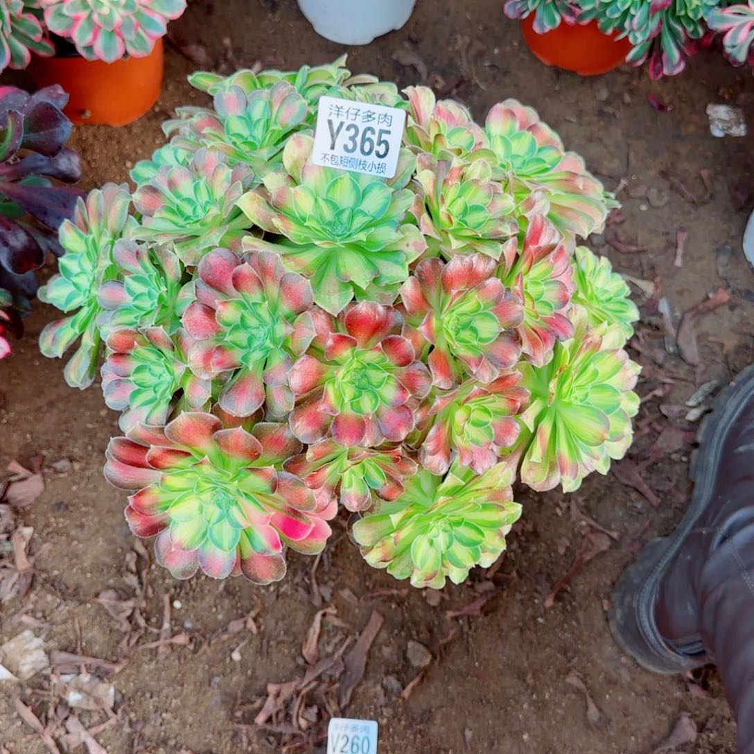 韶华法师365冠幅32