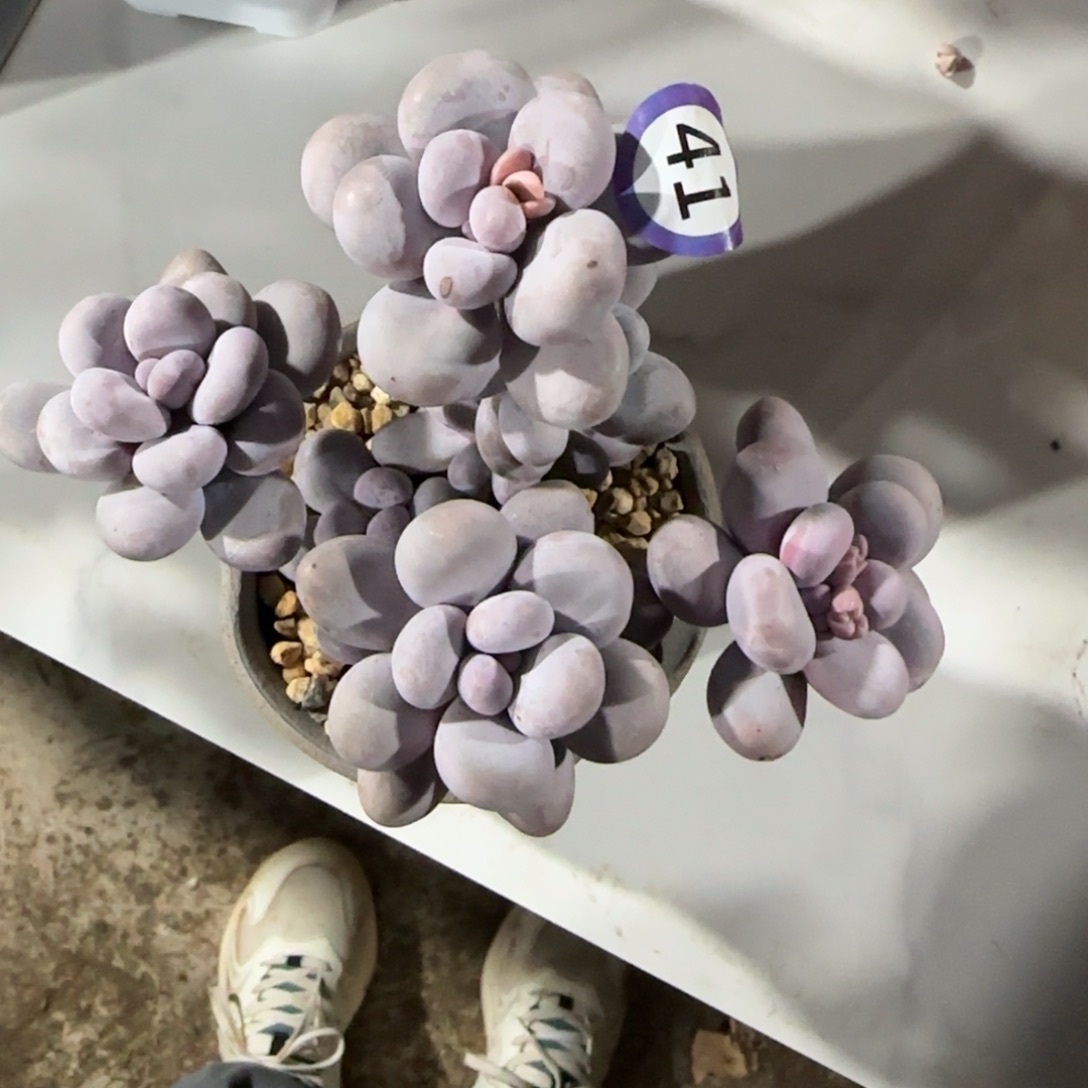 41号烟美人奶老桩无砍