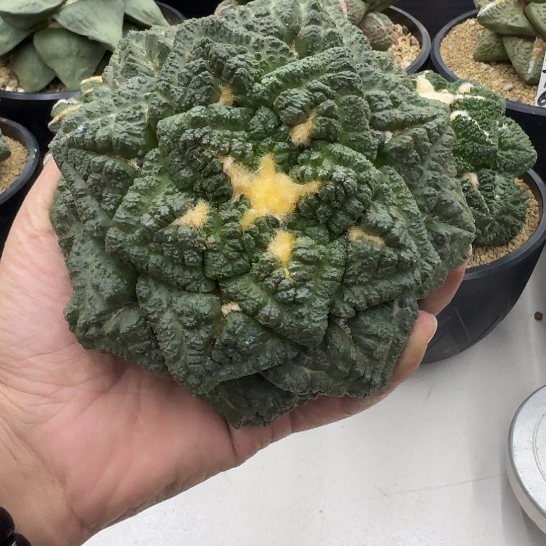 沙***家苗接自根志贺龟甲，暂未开根