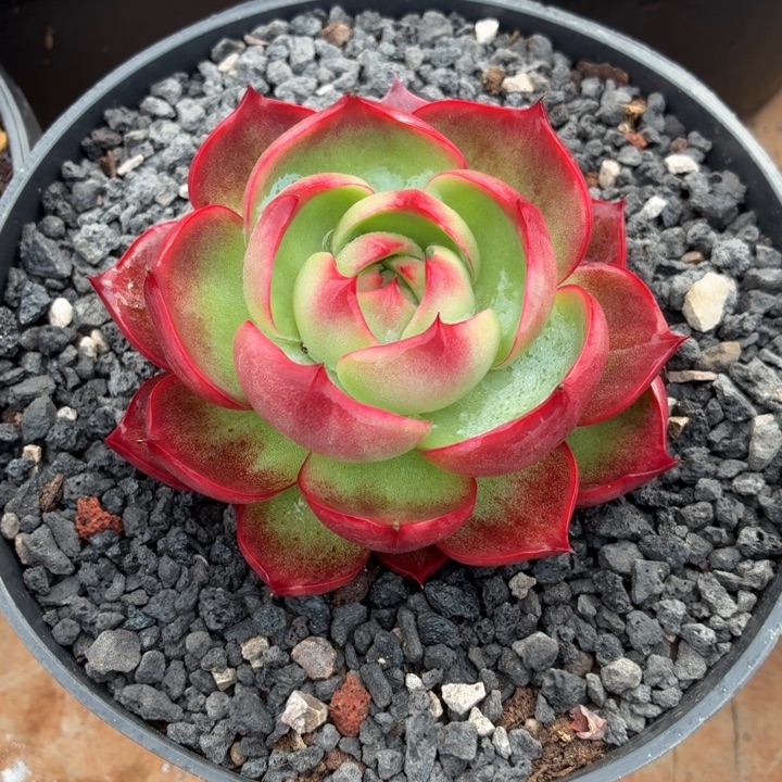 c***r多肉植物惊鸿仙子