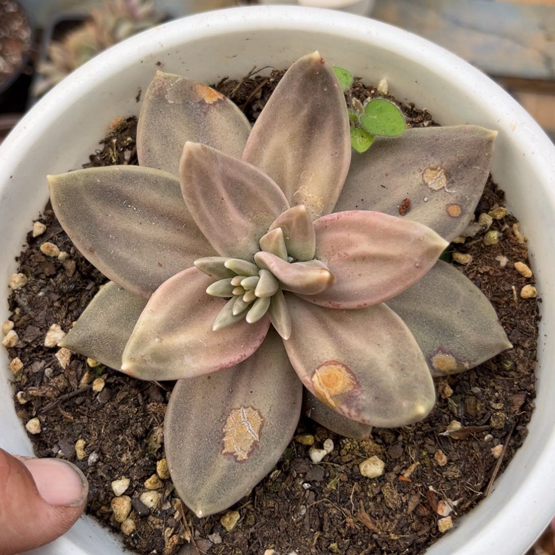 惜春多肉植物多肉有瑕疵