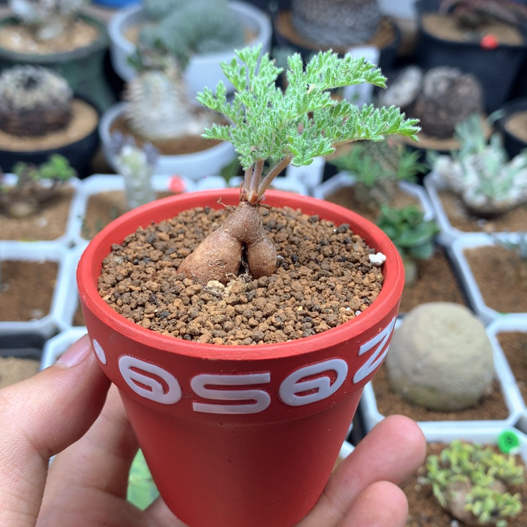 枯木洋葵多肉带盆