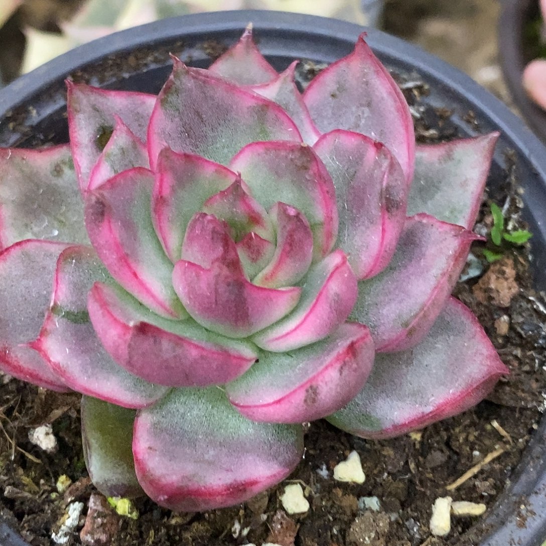 361哈哈哈哈哈哈哈