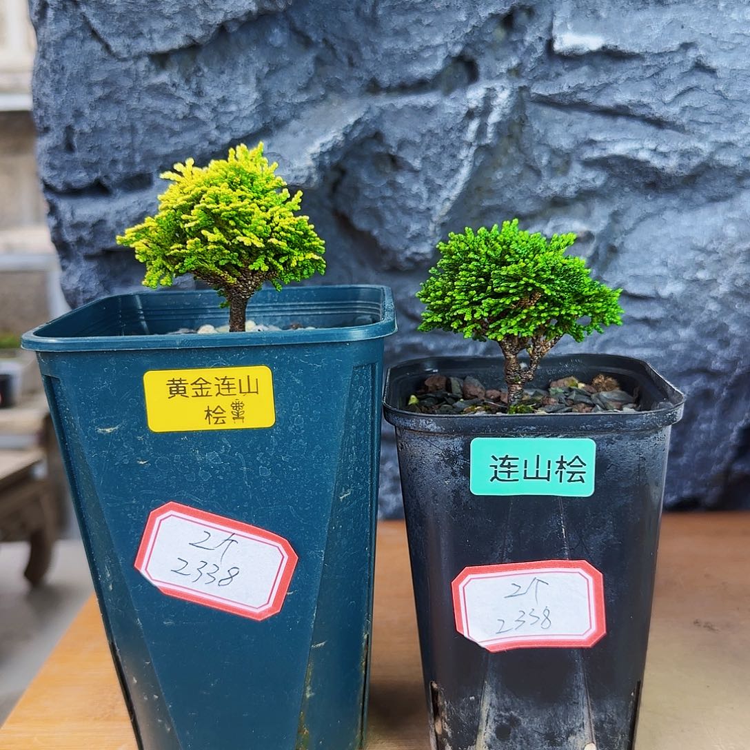 无花朵黄金连山➕连山桧