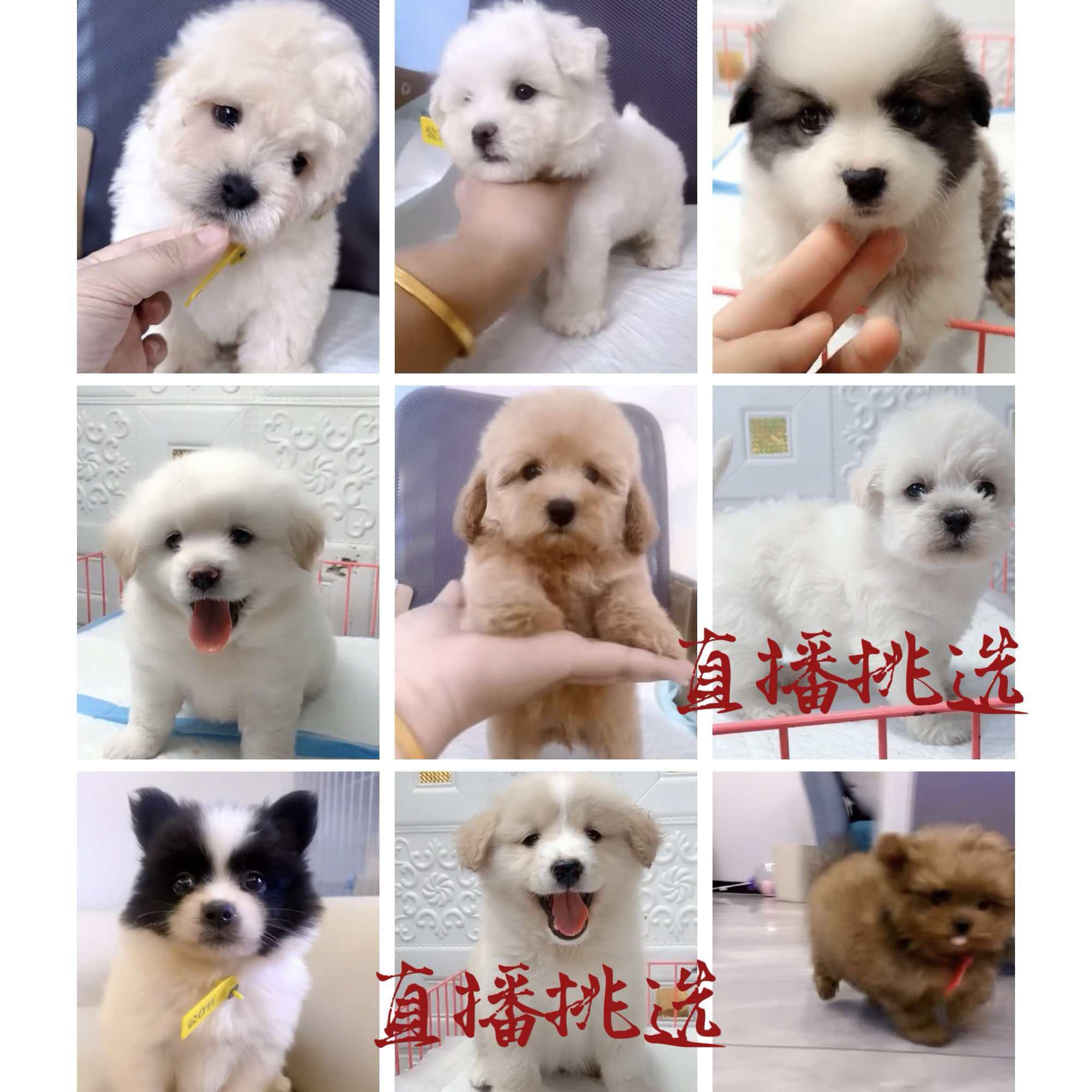 狗狗活体混血狗狗泰迪熊马尔泰马尔济斯约克夏博美混血串串狗狗