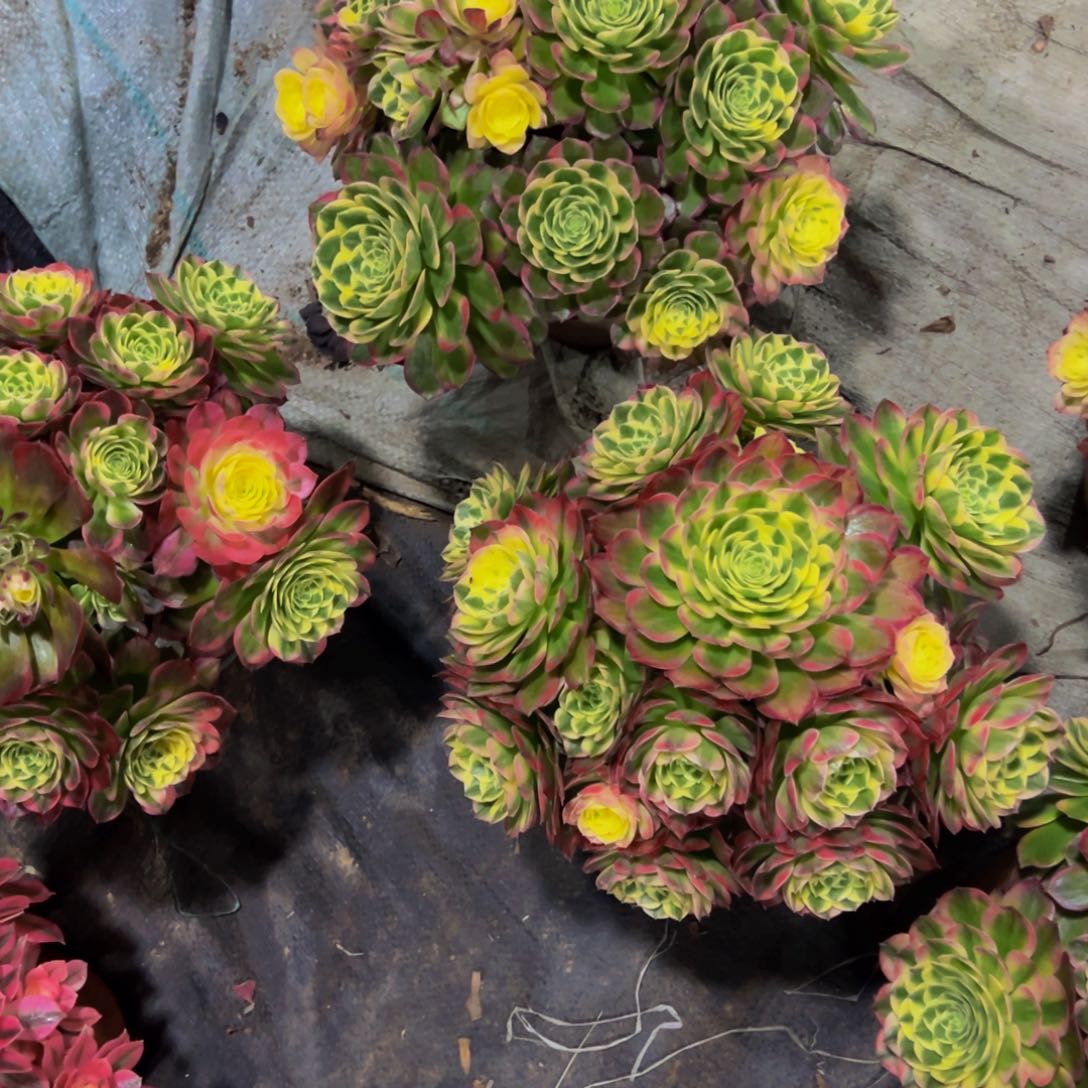 海王多肉植物758