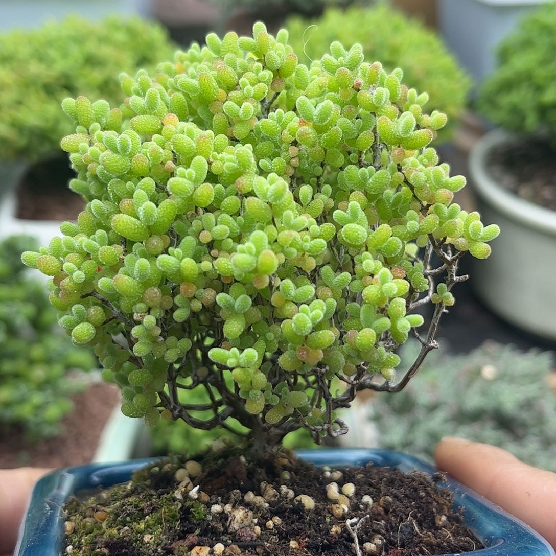 36蜜桔带盆优选枝干