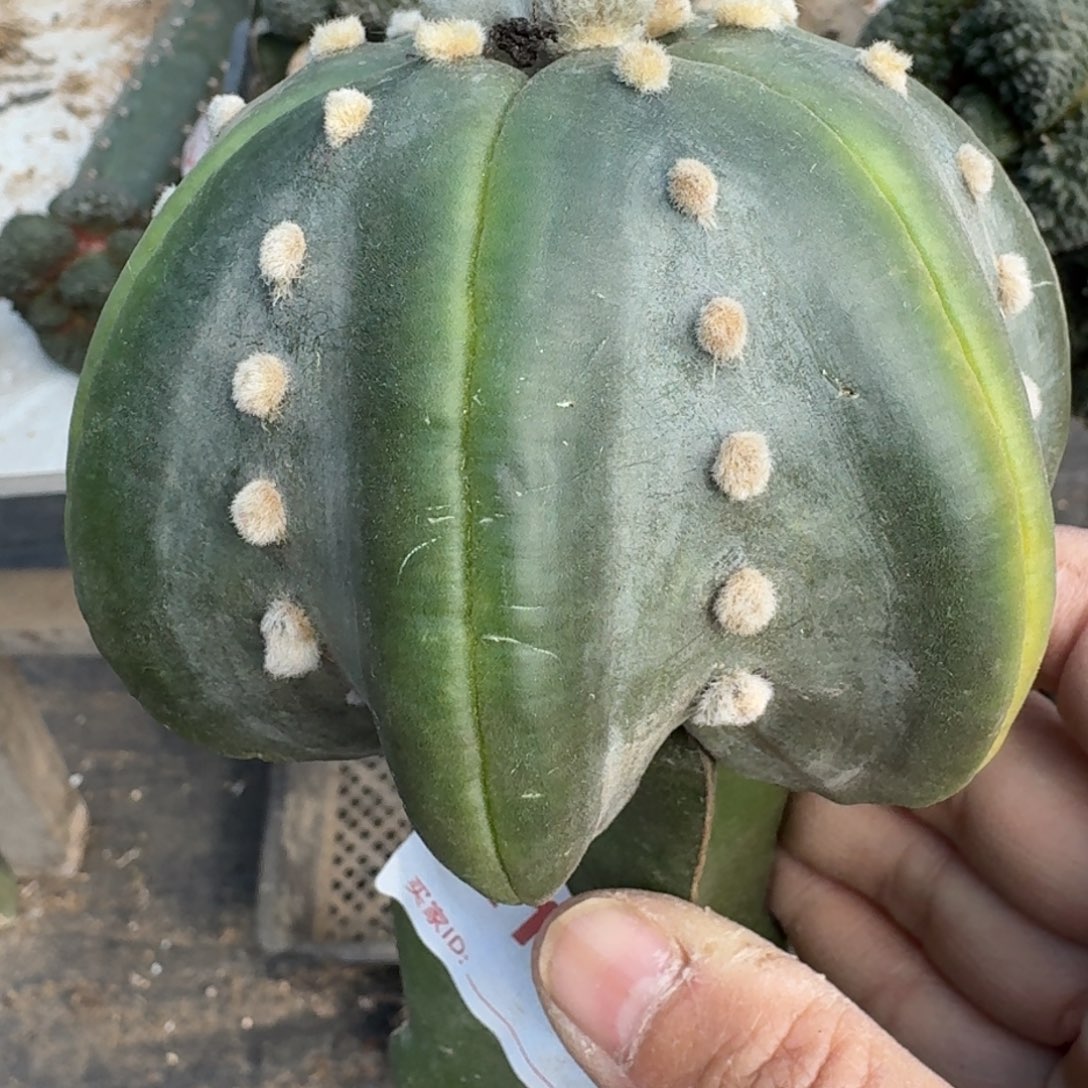 【闪购商品】指纹海星兜180