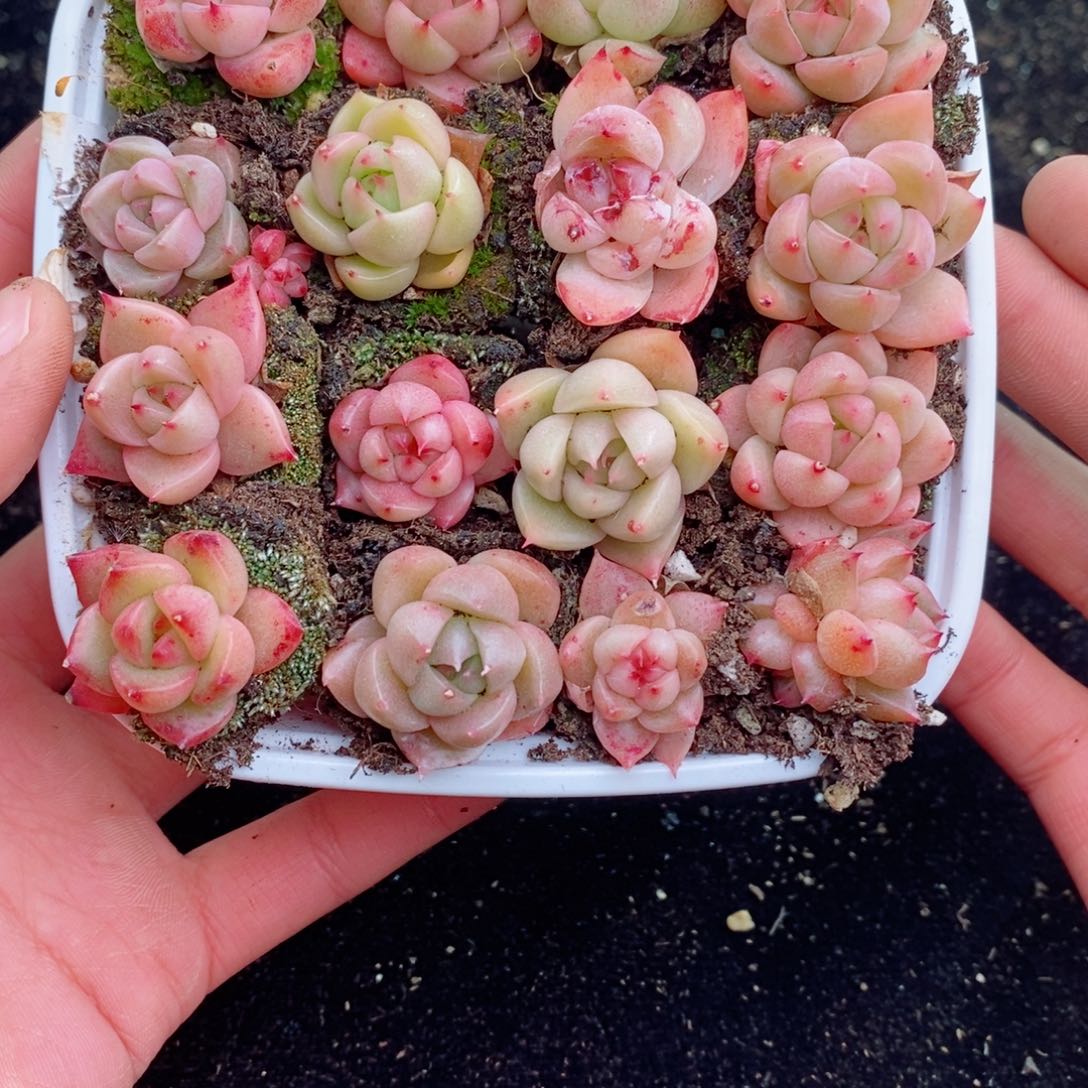 2-573 新疆西藏内蒙不发其他12.8包邮两到三公分多肉