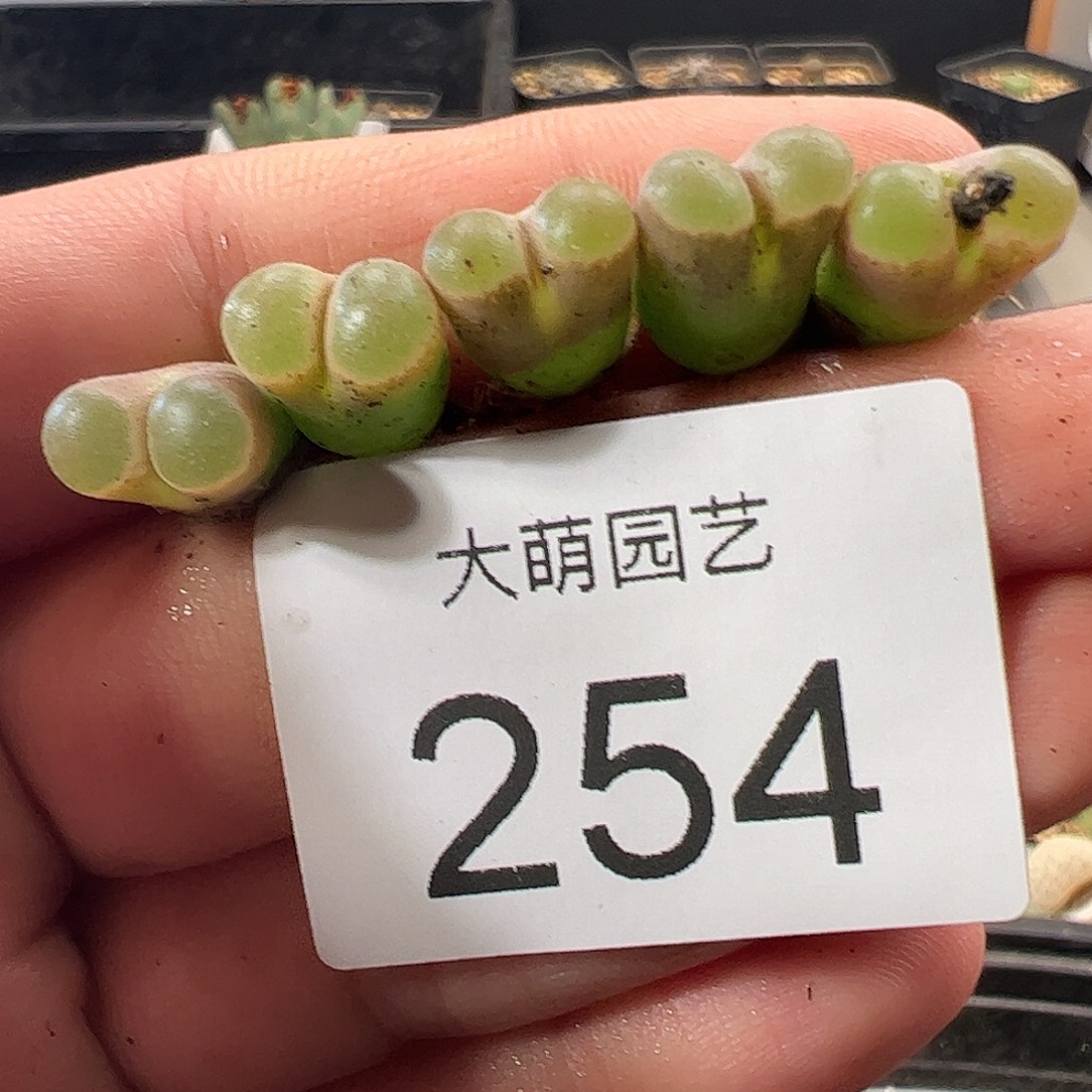 一物一拍。       254