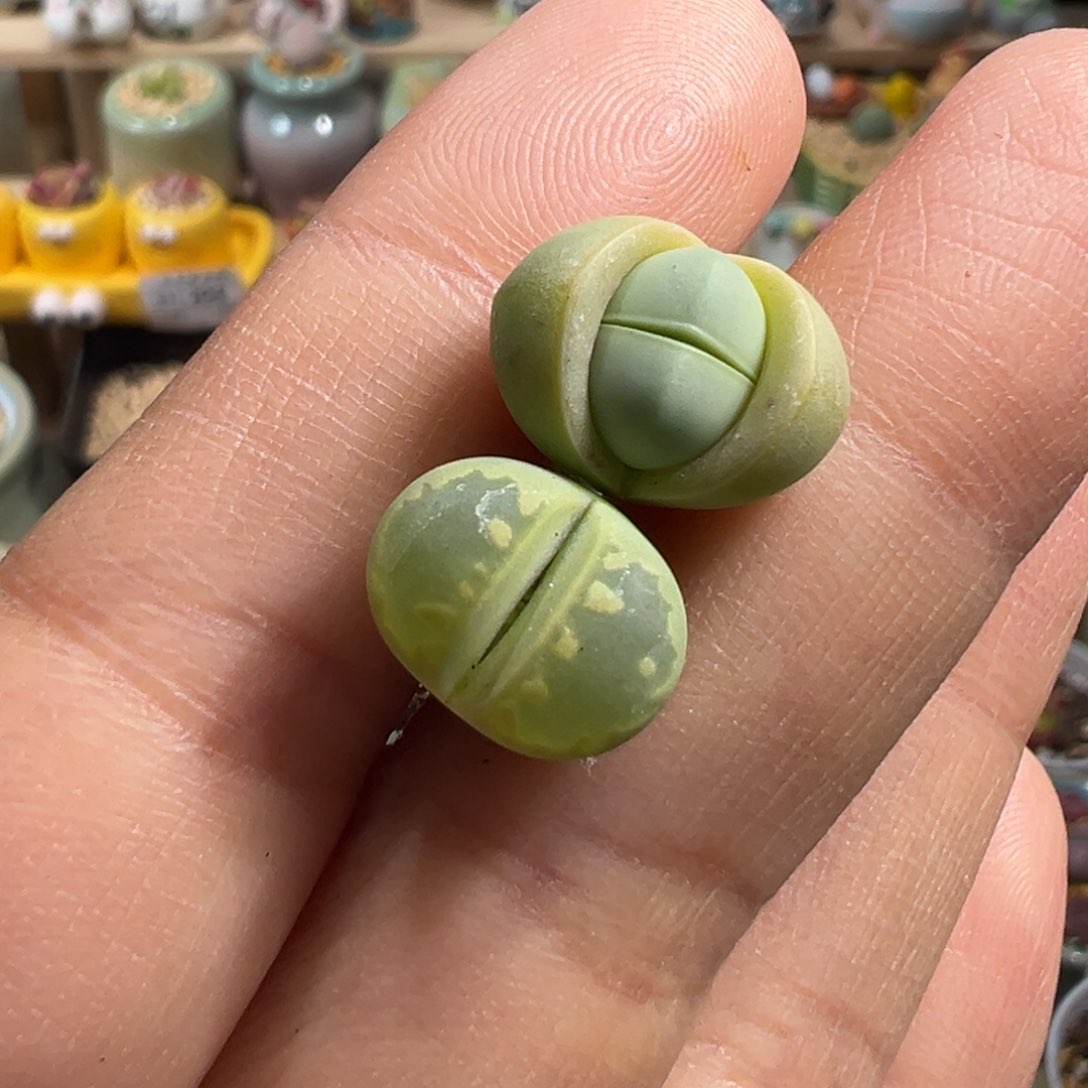 多肉植物260号两个