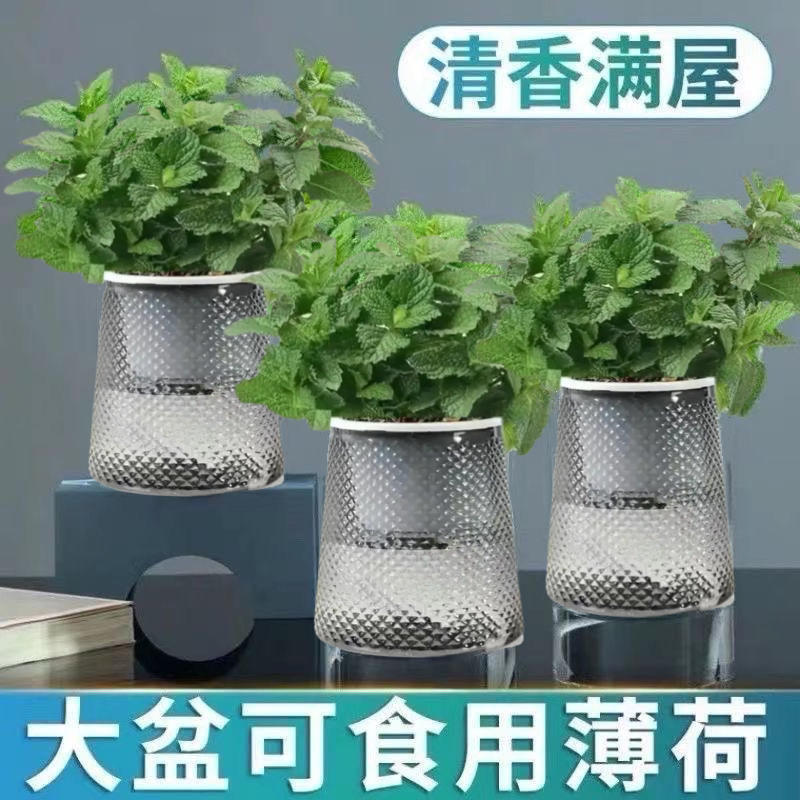 薄荷盆栽留兰香可食用批发四季常青好养易活可水培苗客厅桌面植物