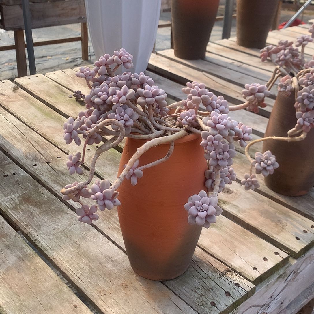 潘*艾伦多肉植物脱土