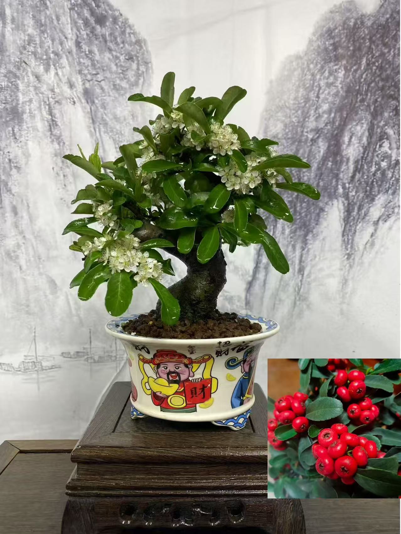 火棘盆景，韩国火棘，开花挂果，白花红果，一物一拍，直播间实物为主