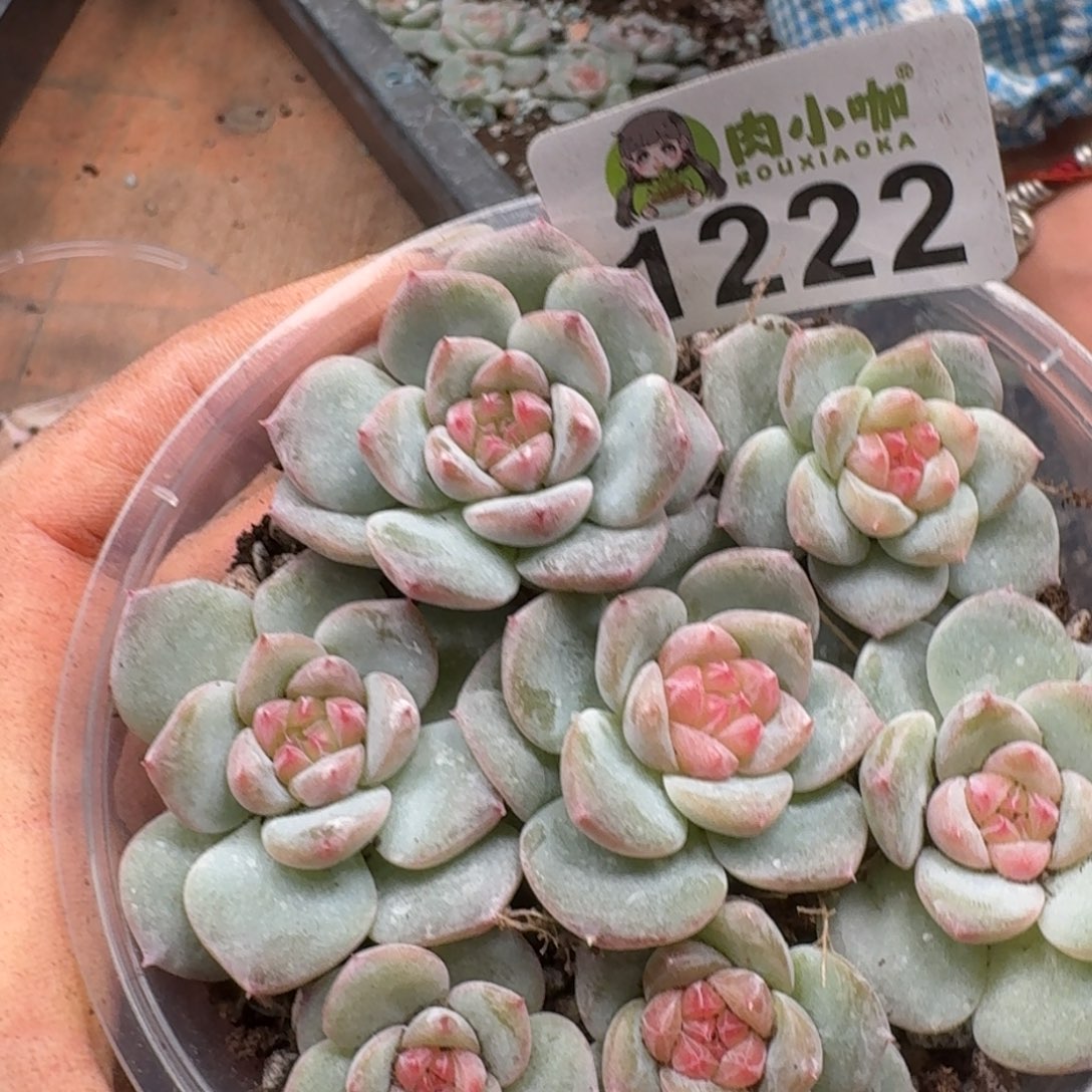 多肉植物多肉植物