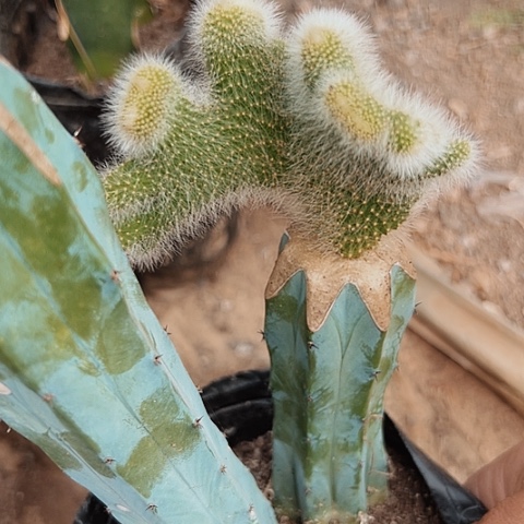 3672九尾狐缀化成一个