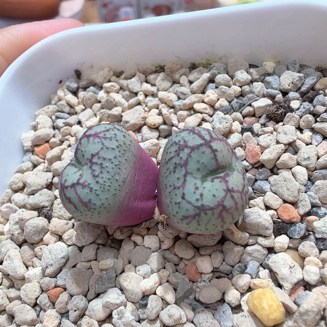 白花紫猴 8-5-L7