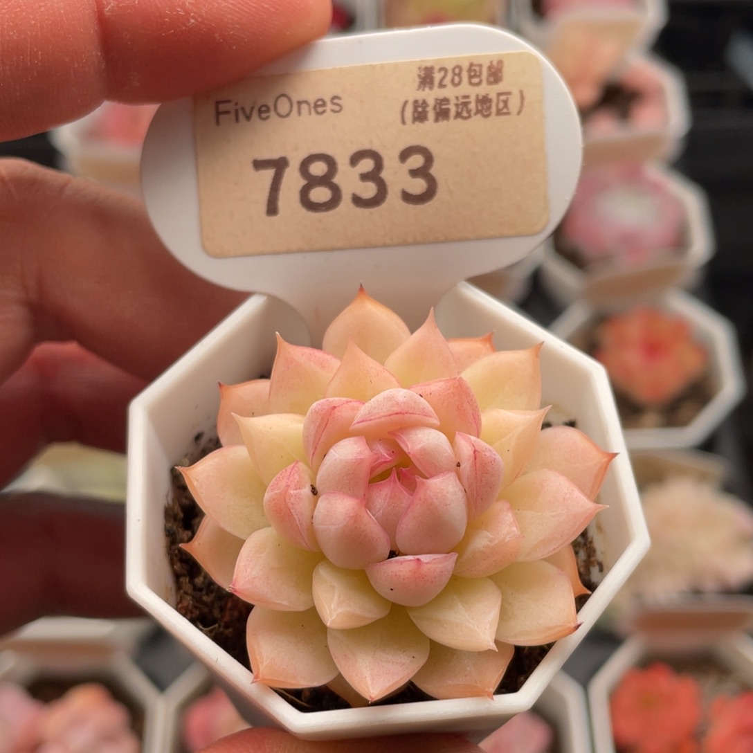 女王7833-4.5厘米