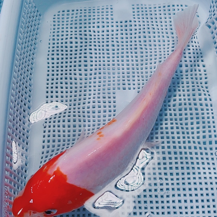 海水鱼锦鲤观赏鱼13