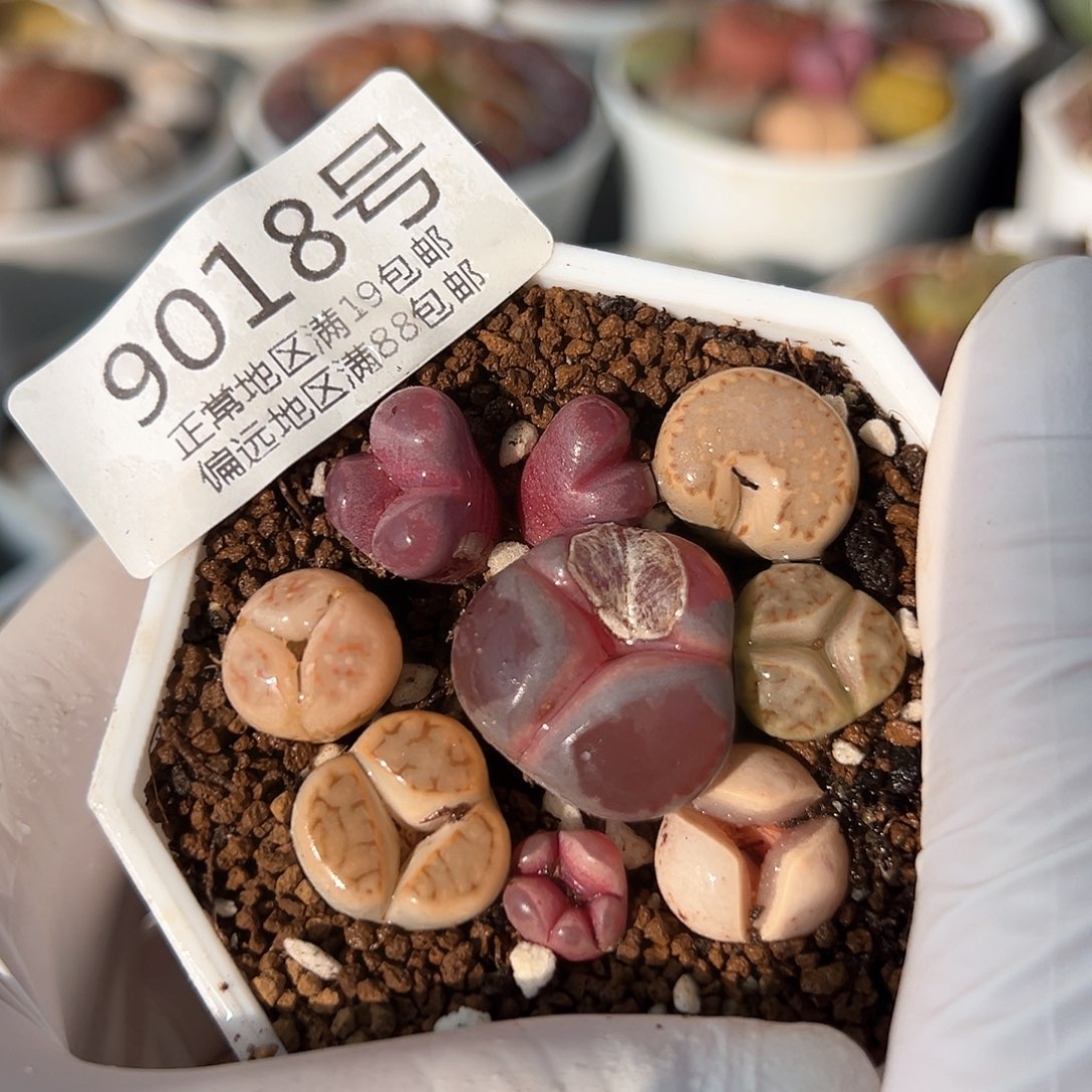 好养易活生石花大母本9018共8颗