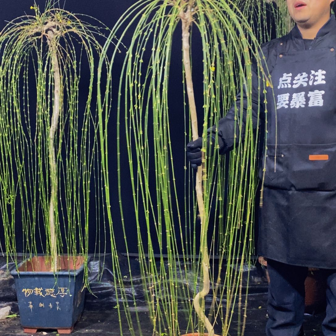 三台迎春，一物一拍，