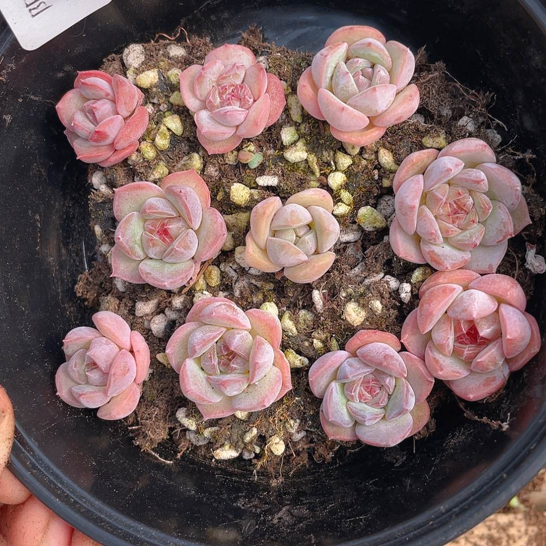 多肉植物多肉植物485