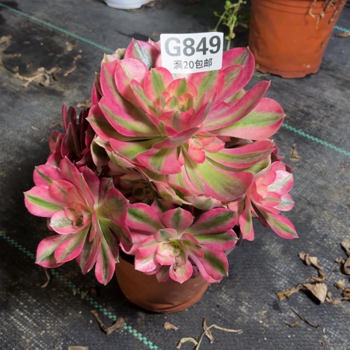 瑞妈一物一拍849