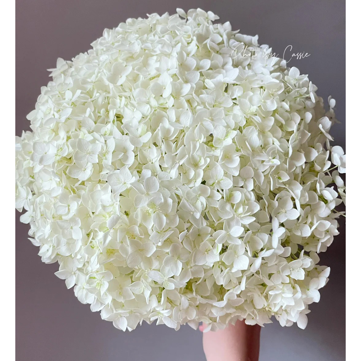 云花巷# 【绣球】鲜花优选 顺丰直发 鲜切花