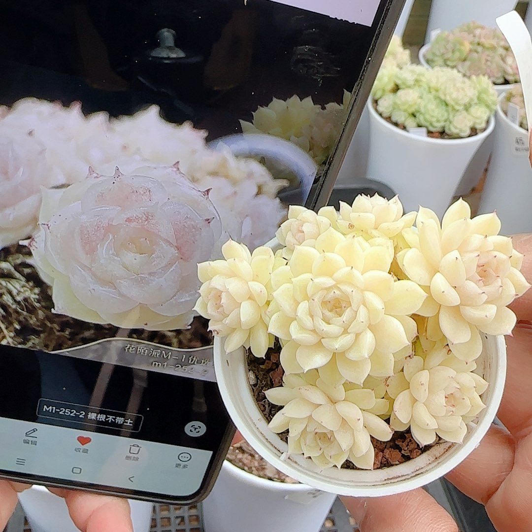 1205-19（m1-252-2）多肉