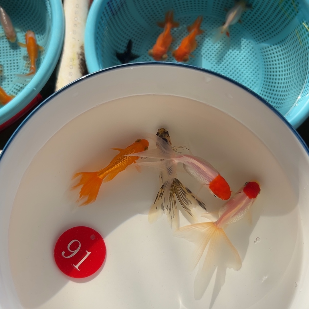 用***0金鱼91号。鹤2条10。丹凤2条20