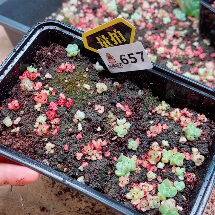 多肉植物多肉植物