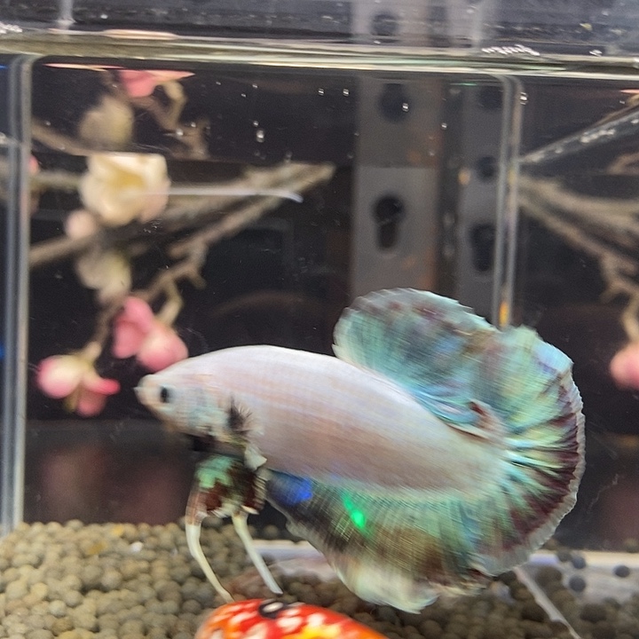 斗鱼黑10号judiujj