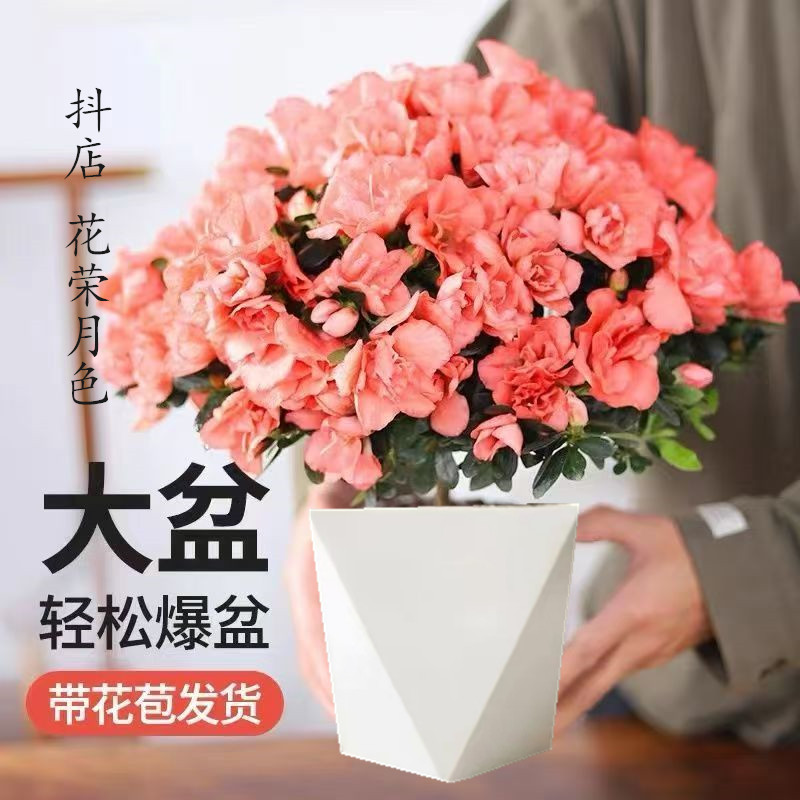 【粉色】杜鹃花盆栽室内外绿植庭院阳台花卉带花苞好养植物