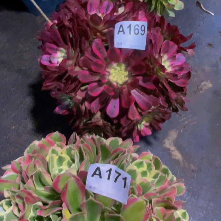 美级腰庄169雨花石白凤171组合