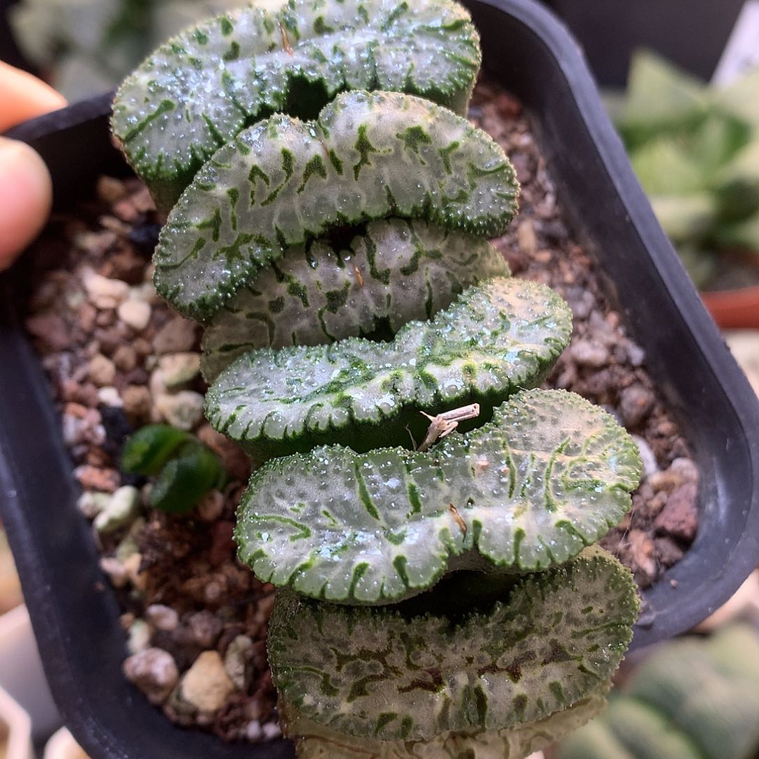 荒肌玉扇带盆土发货zwo