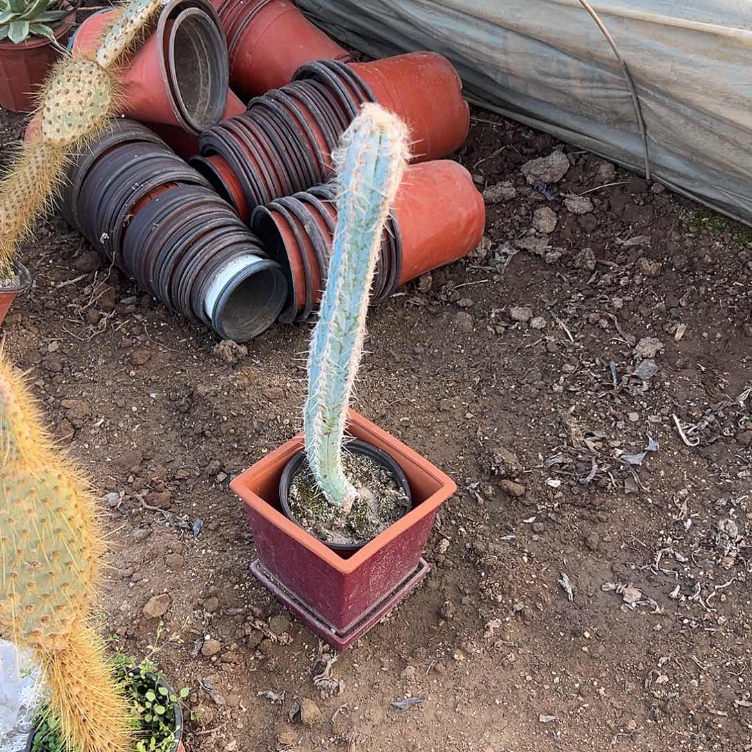 多肉植物长毛蓝柱