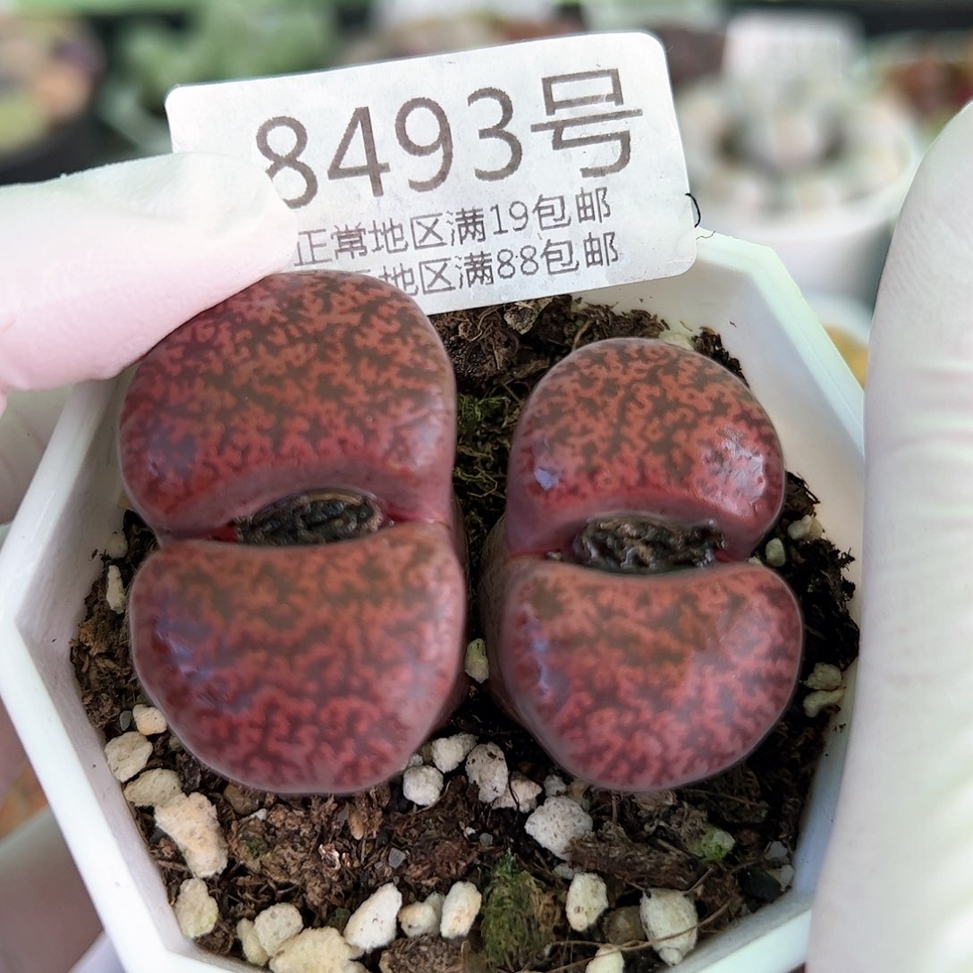 好养易活生石花大母本8493