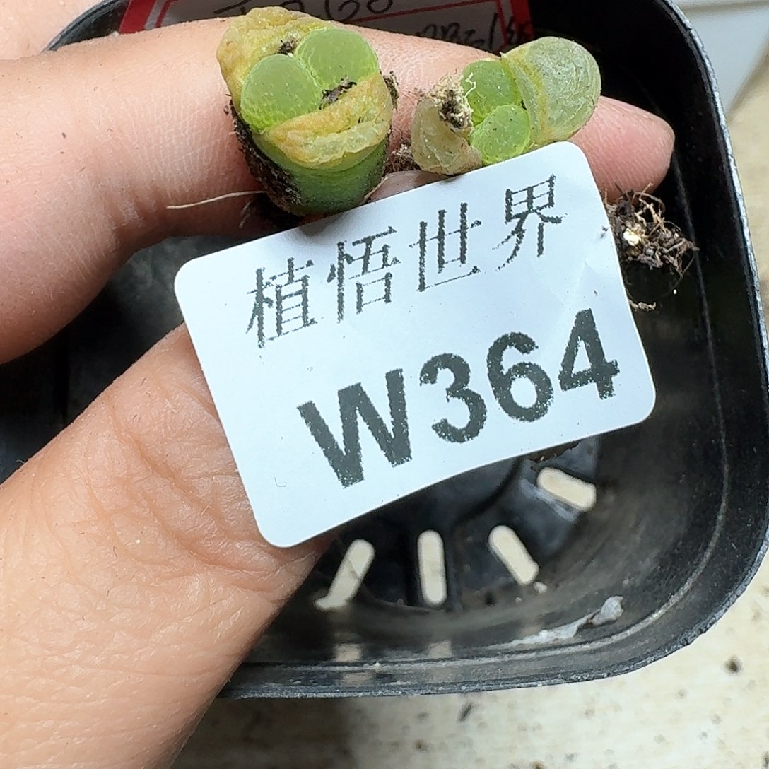 364号多肉植物哇c c